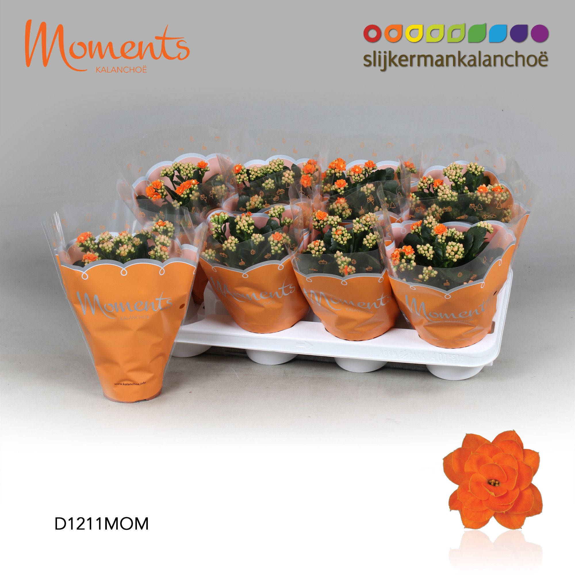 Kalanchoe Moments - Orange, D 12