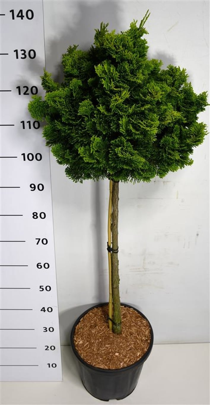 Chamaecyparis o. 'Aurora', D 38