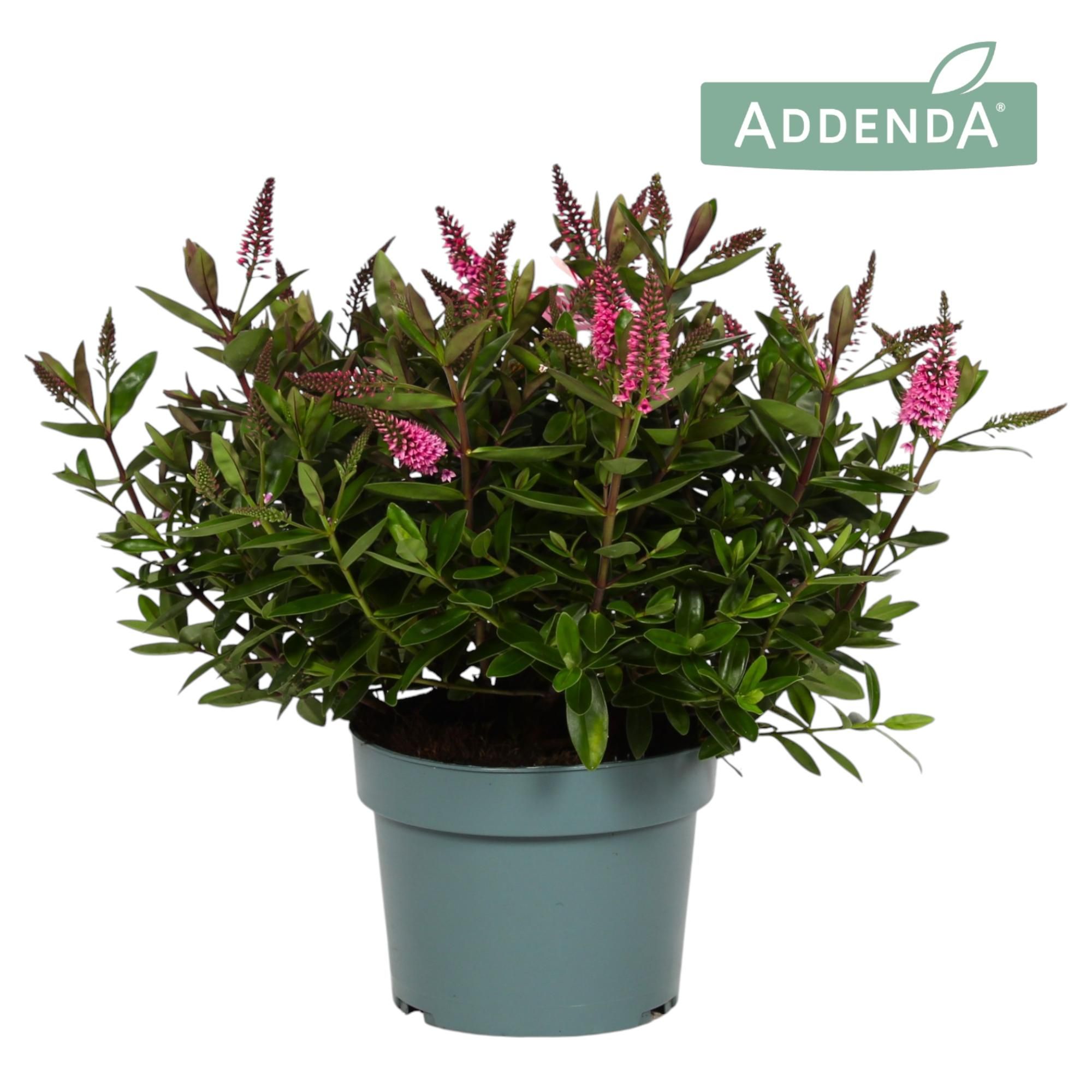 Hebe Addenda® Donna Elsa P19, D 19