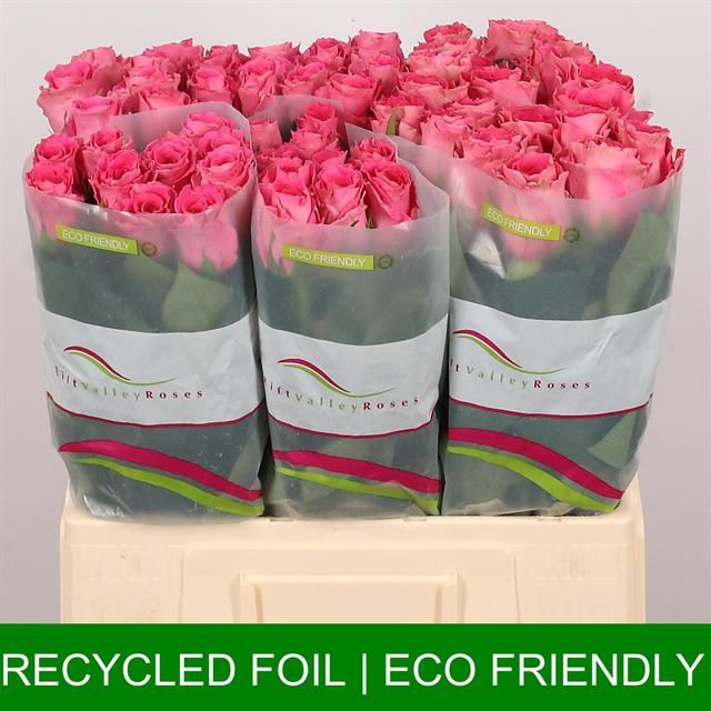 Роза од. Вотергейм 60, шт.