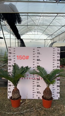 Саго цикас айрон три 15 50