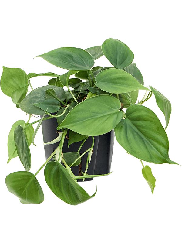 Philodendron scandens, D 13