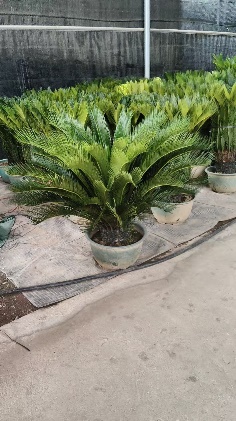 Саго цикас айрон три 45 100