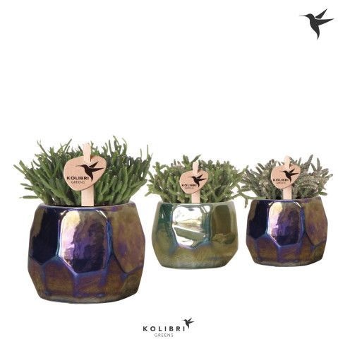 Kolibri Greens Rhipsalis mix in Pearl pot blue mix, D 6