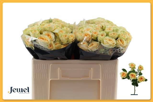 Роза куст. Бандолеро 50, шт.