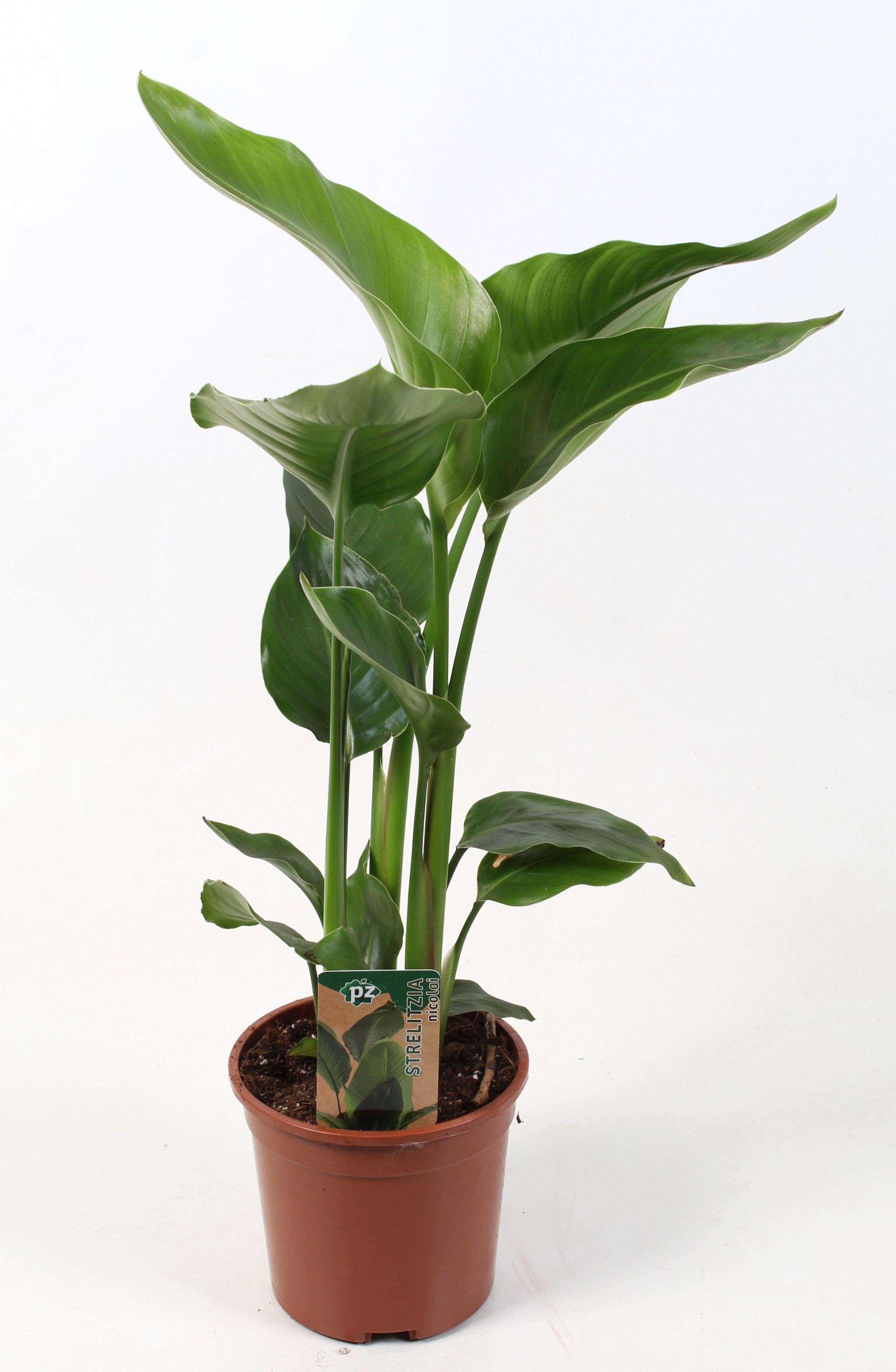 Strelitzia nicolai 15 cm 2 pp, D 15