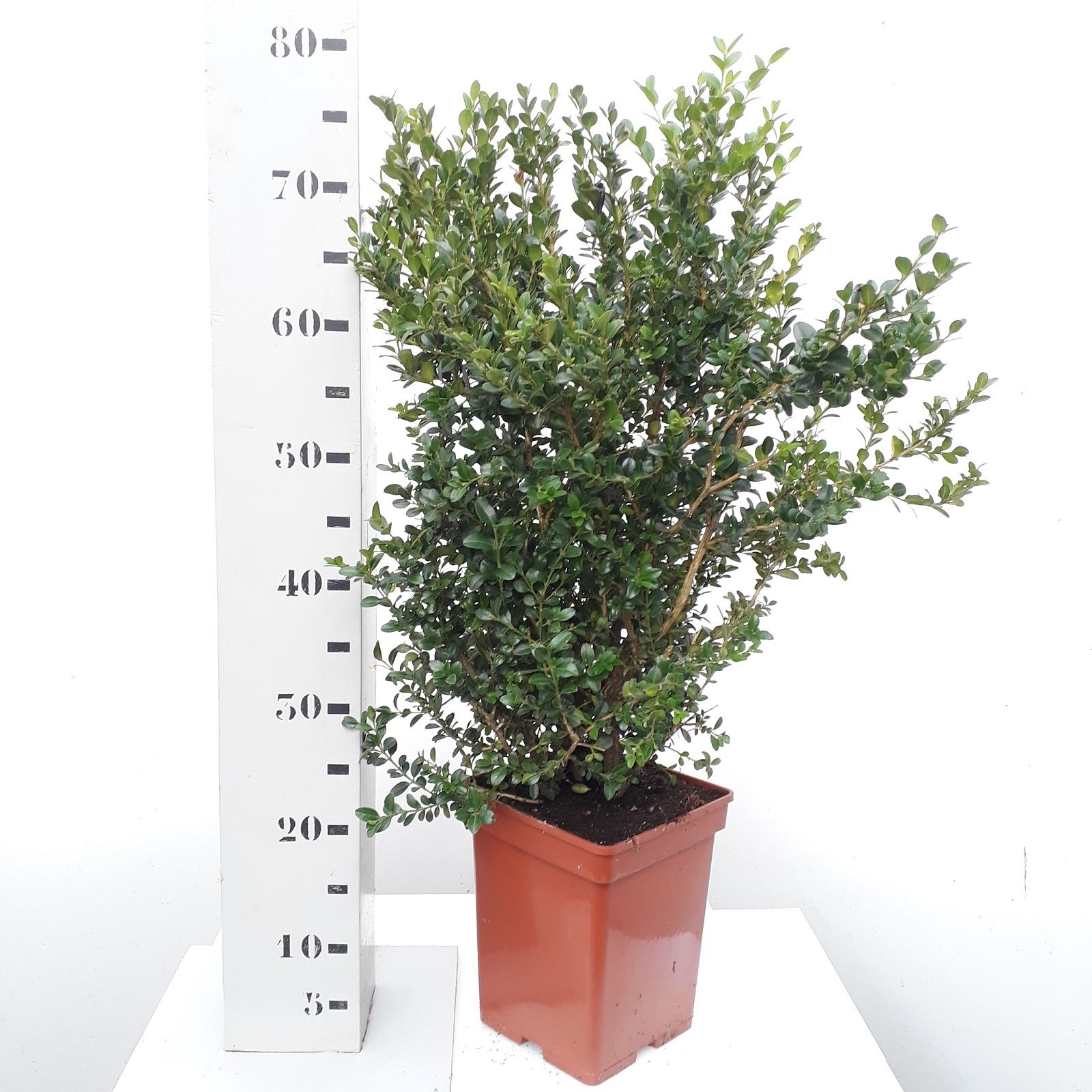 Buxus microphylla 'Faulkner' 50-60cm struik, D 19