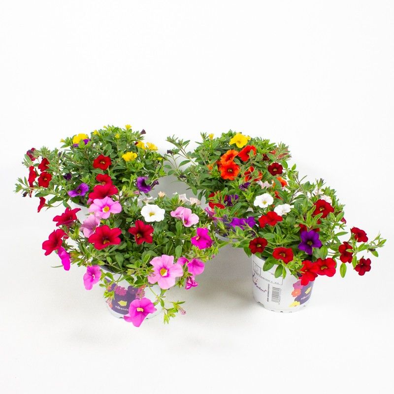 Calibrachoa Hybrid 'Mix Masters', D 12