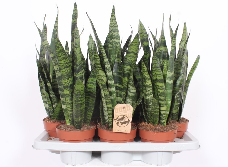 Sansevieria Black Coral, D 14