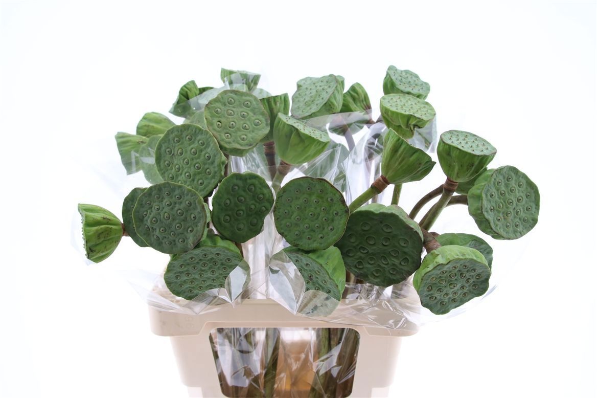 Нелумбо Нуцифера 55, шт.