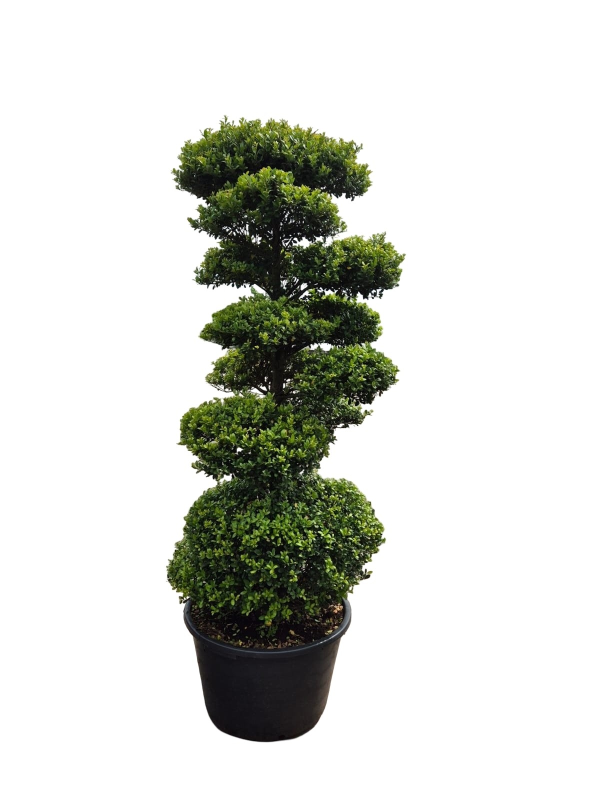 Ilex crenata Dark Green, P48, Bonsai 150cm, Pon Pon, D 48