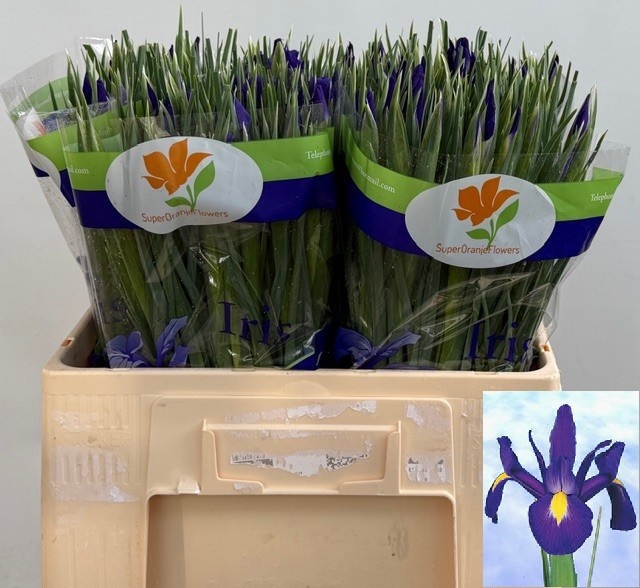 Ирис Блю Мэджик (син.), шт.