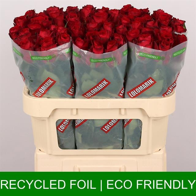 Роза од. Мадам Рэд 70, шт.