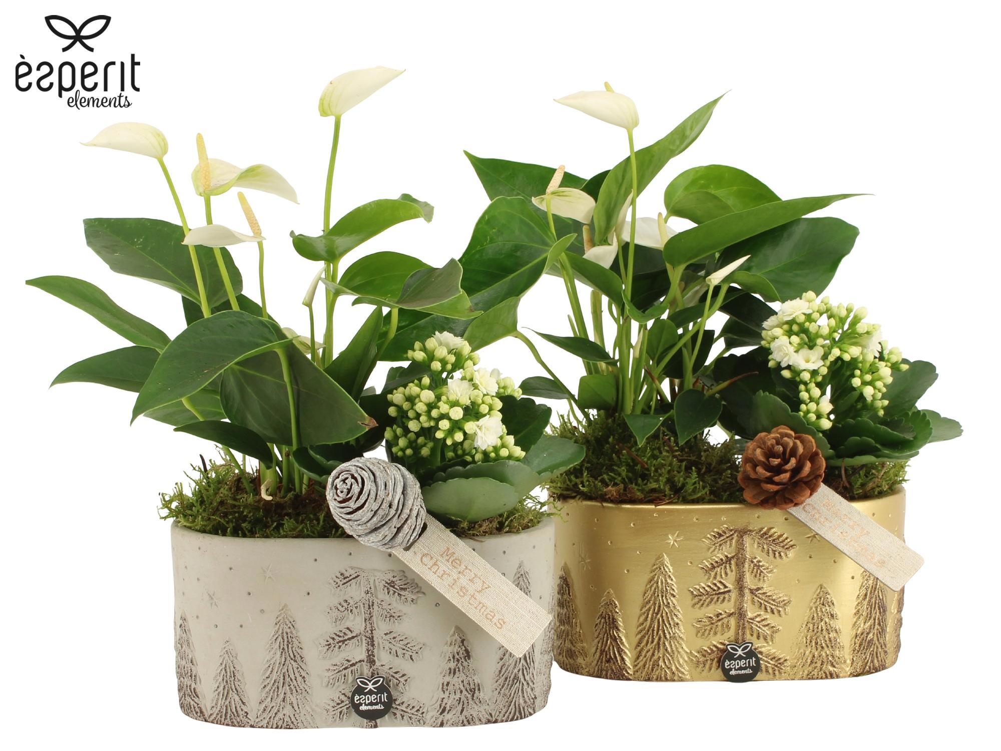 62119: X-mas arrangement, D 19