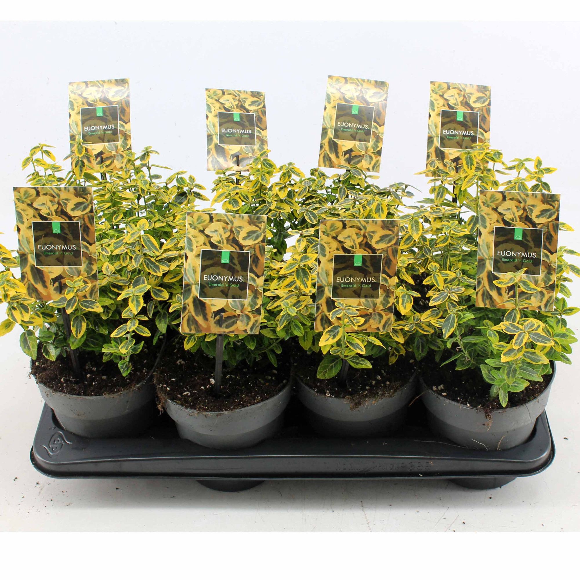 Euonymus f. 'Emerald n Gold' P15, D 15