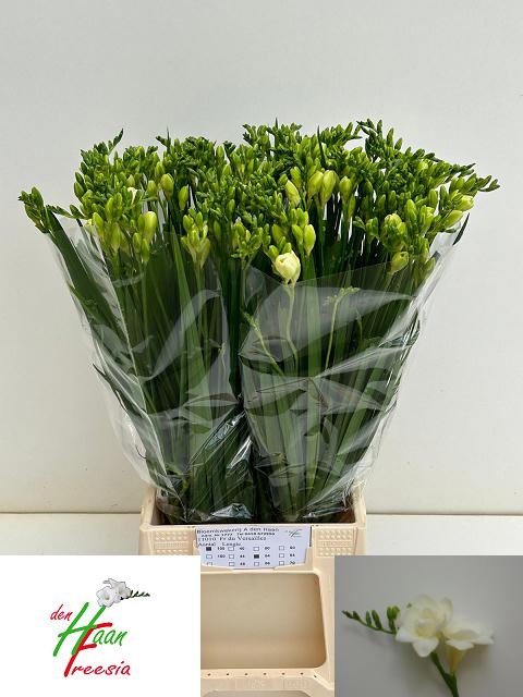 Фрезия дв. Версаль 55 (бел.), шт.