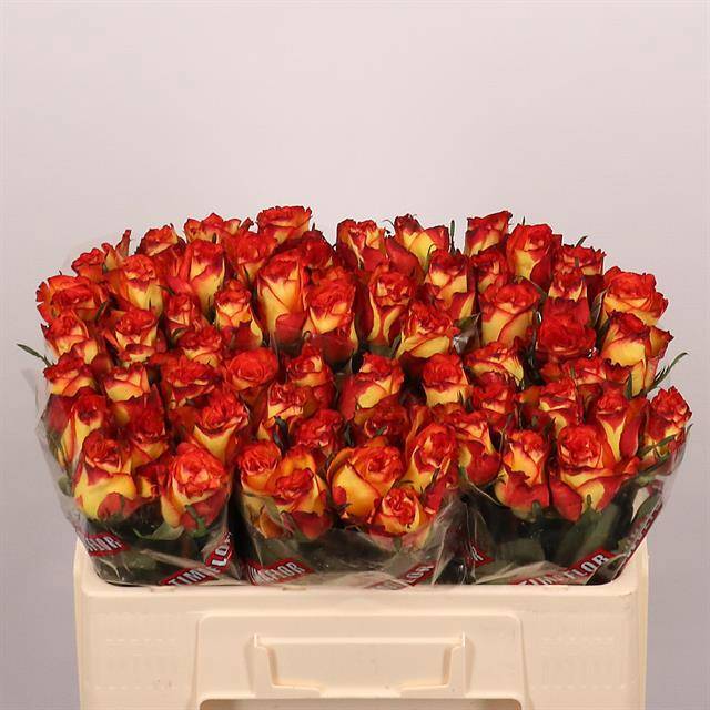 Роза од. Хай Энд Мэджик 50, шт.