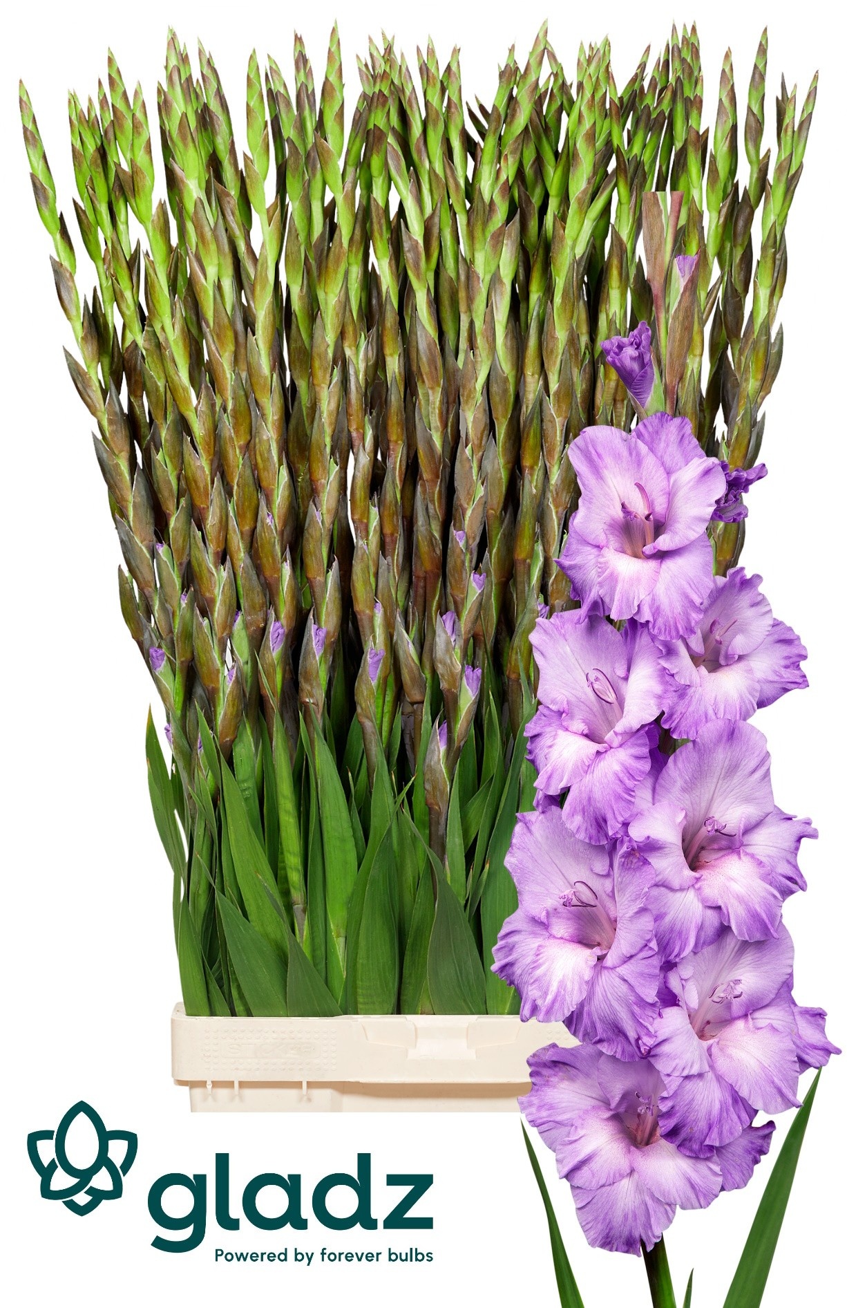 Гладиолус Милка 120, шт.