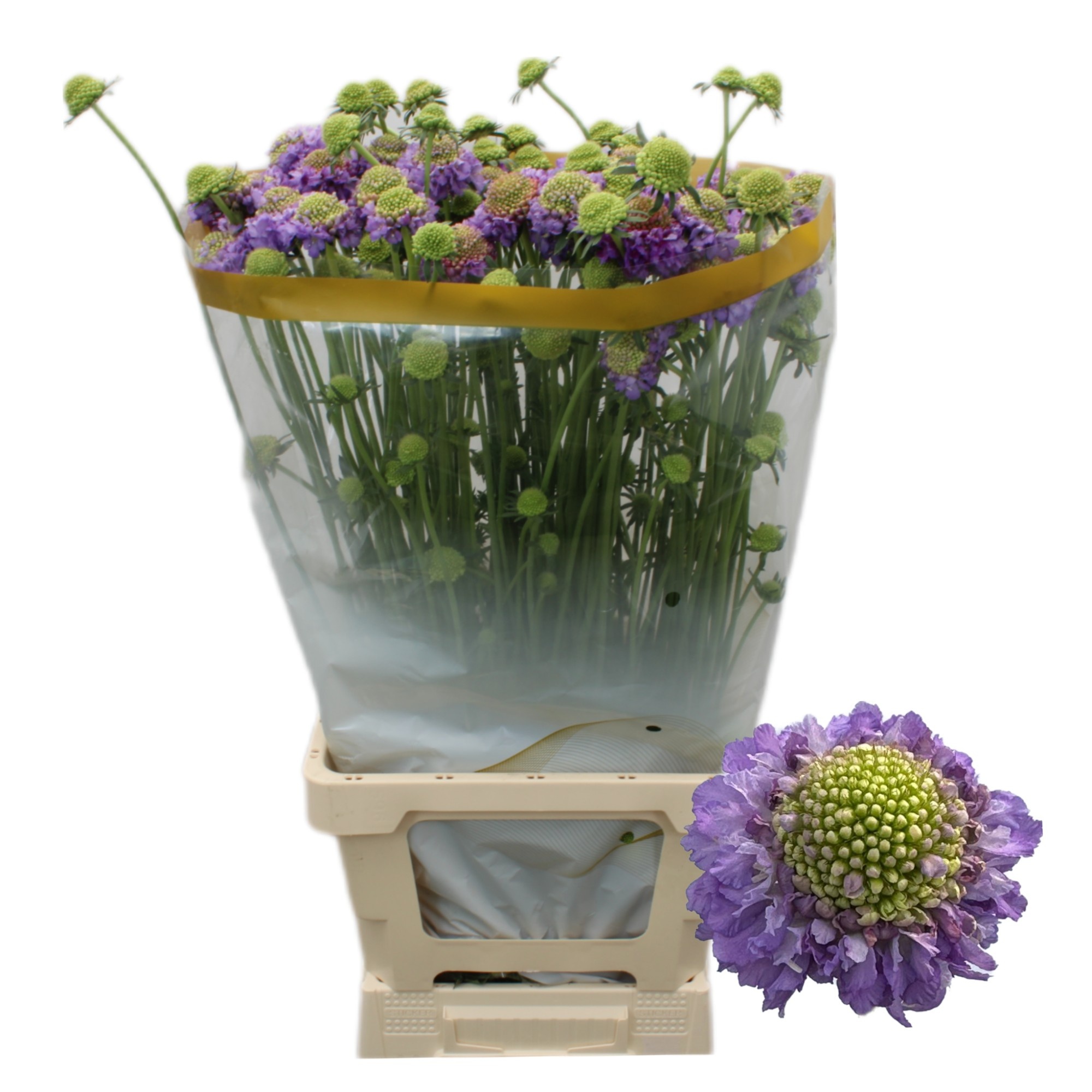 Скабиоза Бон Бон Скуп Дарк Лавендер 70, шт.