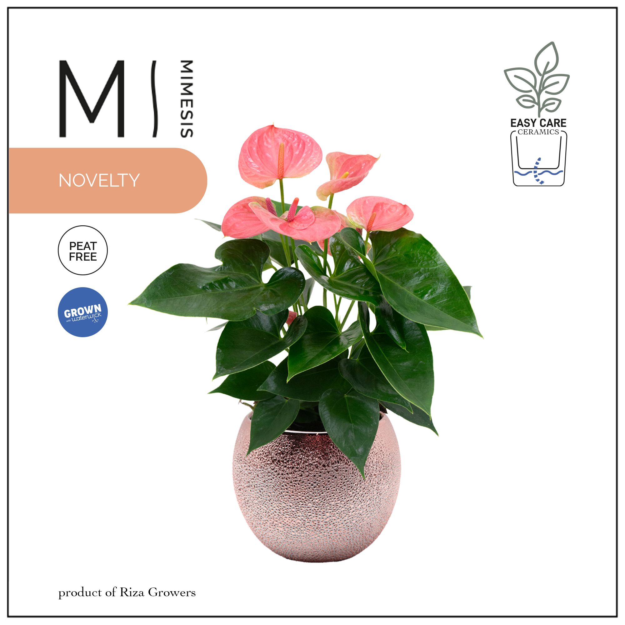 Mimesis Anthurium KARMA Pink - 12cm Bubbly Rose Gold, D 12 cm