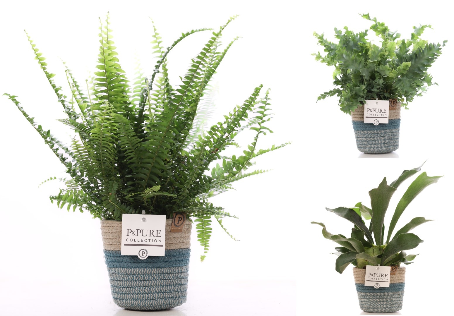 Varens gemengd in P&PURE Fashionpot Valerie, D 12