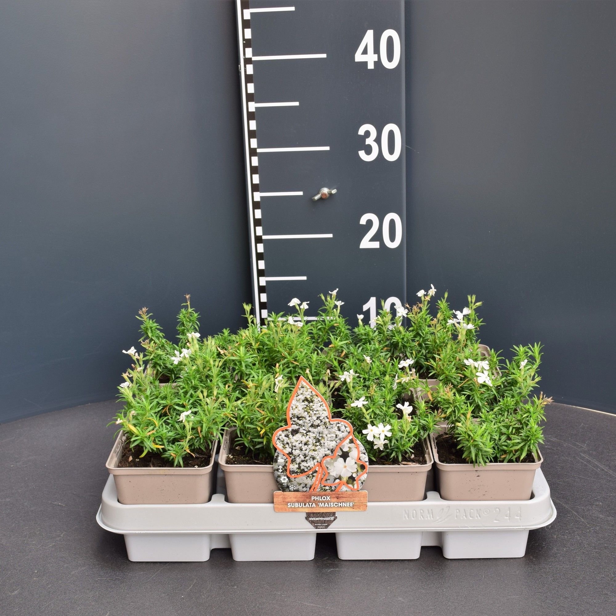 Phlox (S) 'Maischnee', D 9 cm