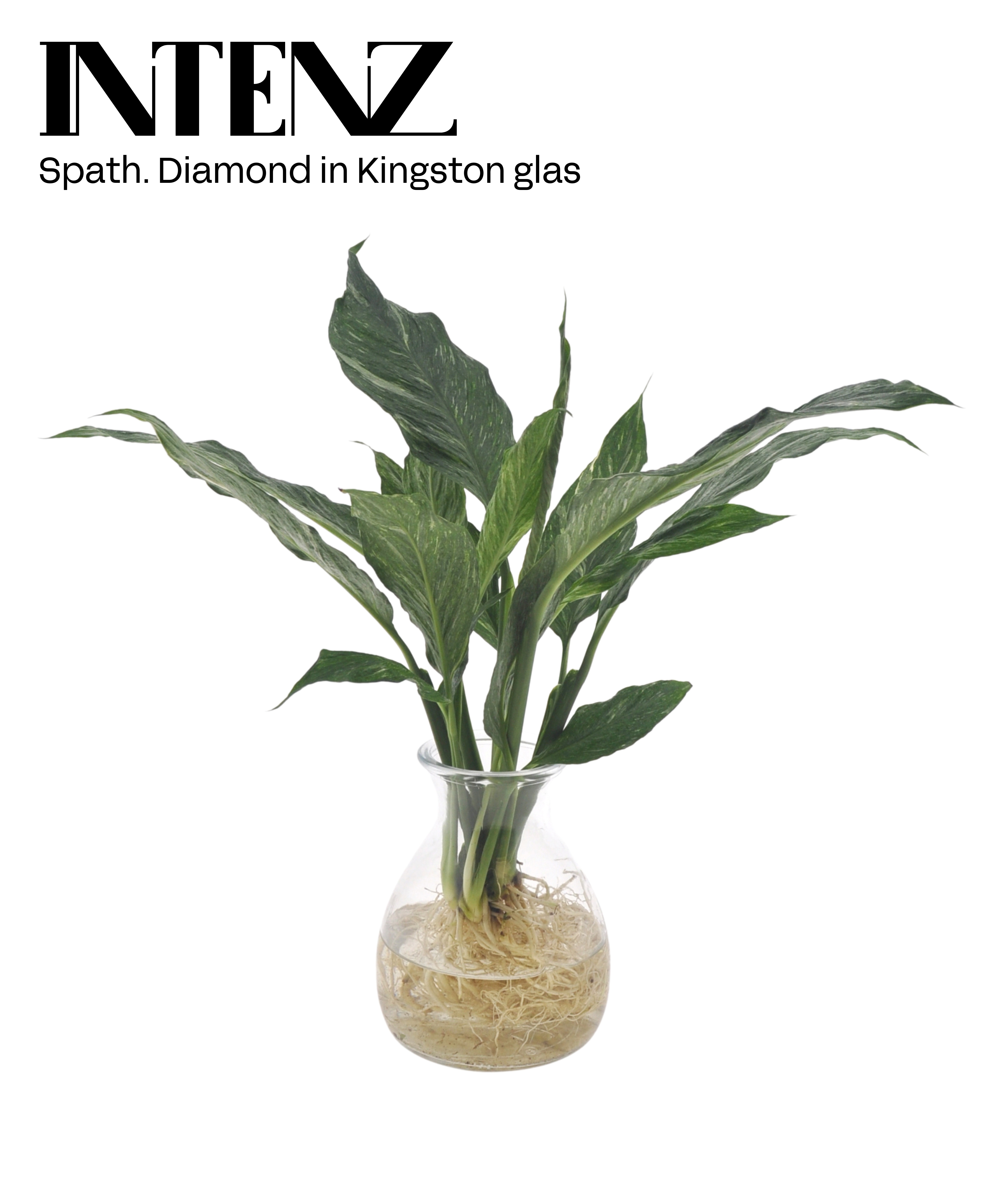 Spathiphyllum DIamond in Kingston glas - levertijd: 24 uur, D 12