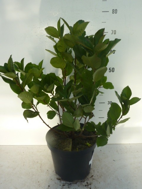 Aronia arbutifolia Brilliant, D 27 cm