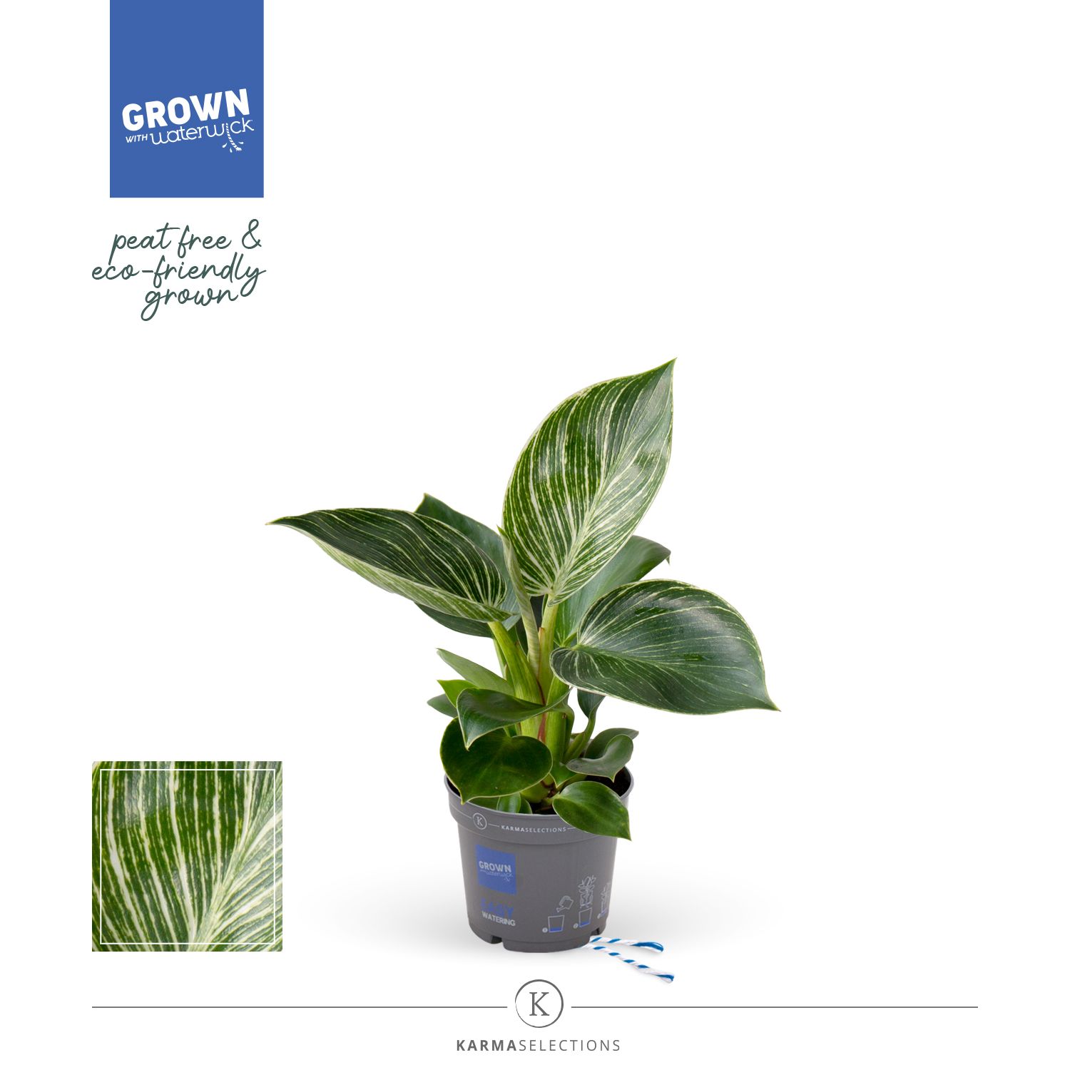 Philodendron - KARMA White Stripe | Veenvrij | 9cm, D 9