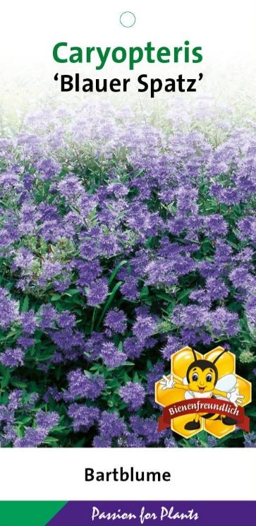 Caryopteris cland. 'Blauer Spatz' C5, D 23 cm