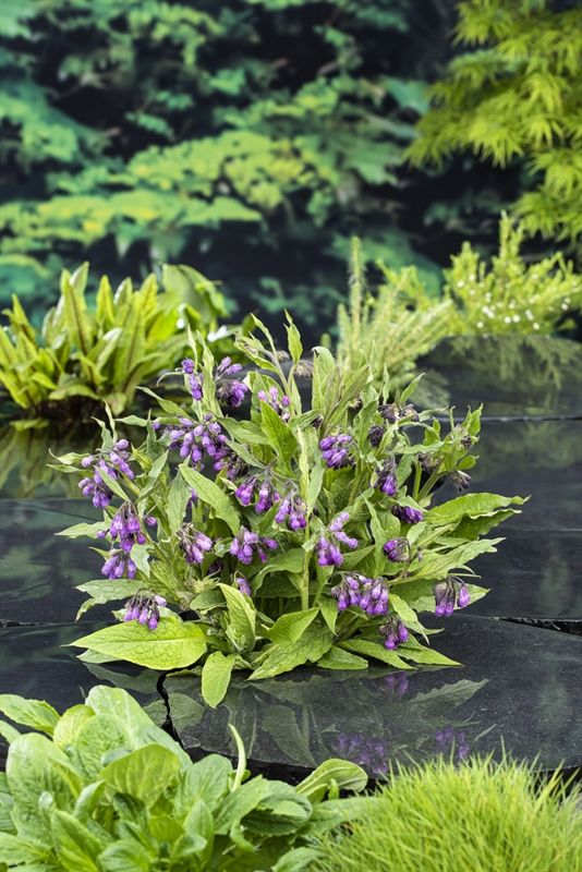 Symphytum officinale, D 9