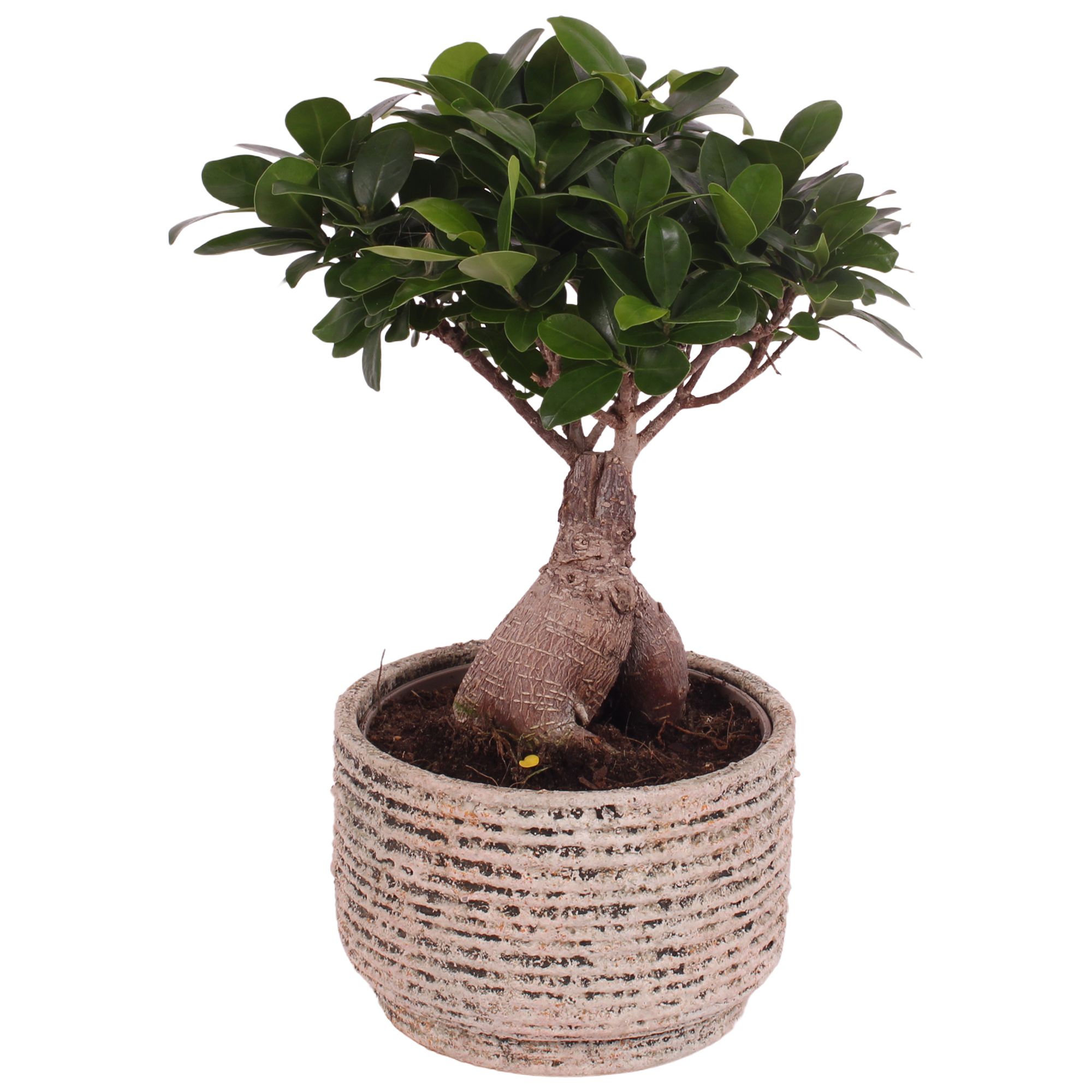 Ficus m. Ginseng Ball Shape Ø15cm in Ø17cm Ceramic NT567, D 17