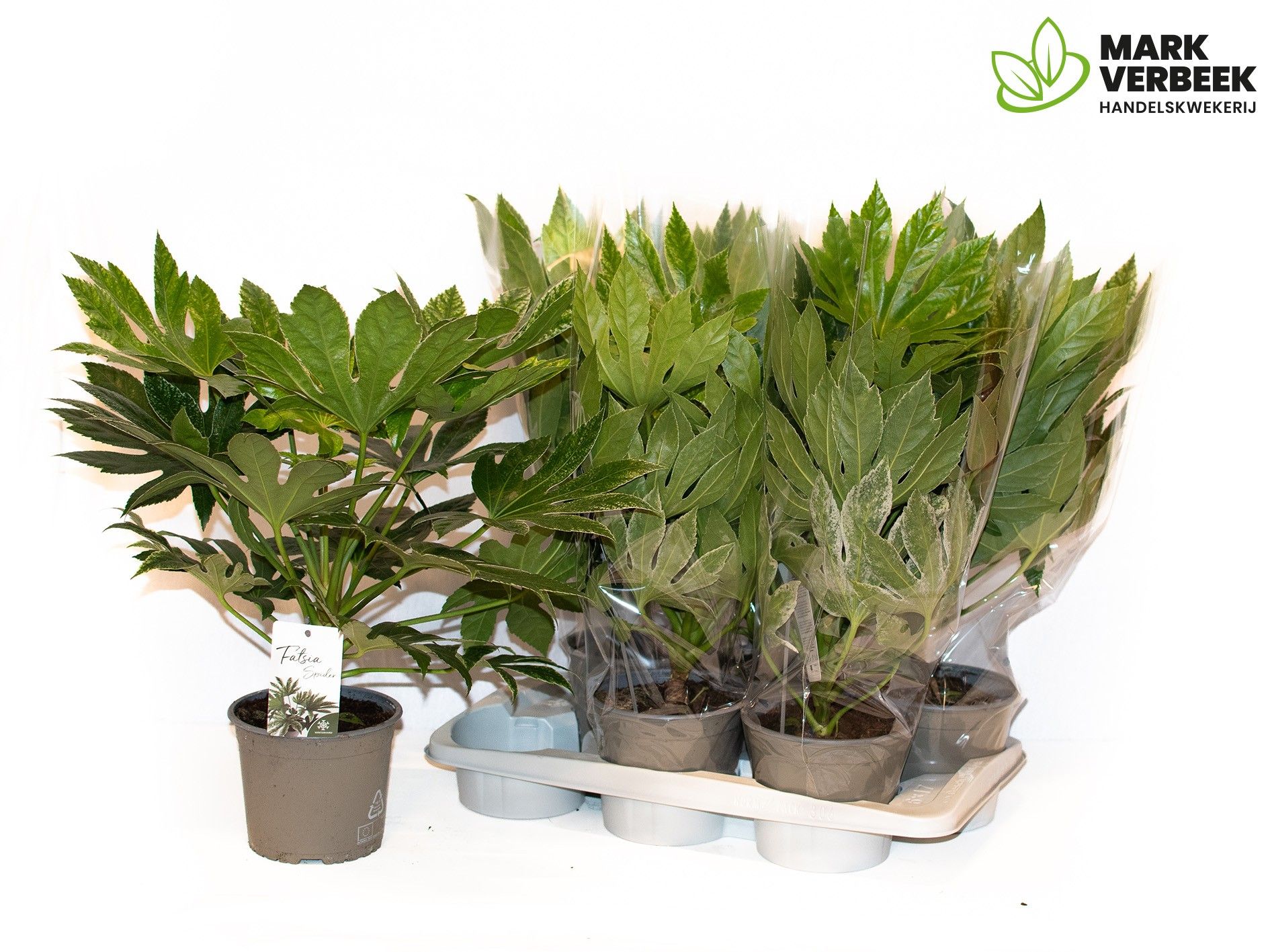 fatsia Spider Web, D 17