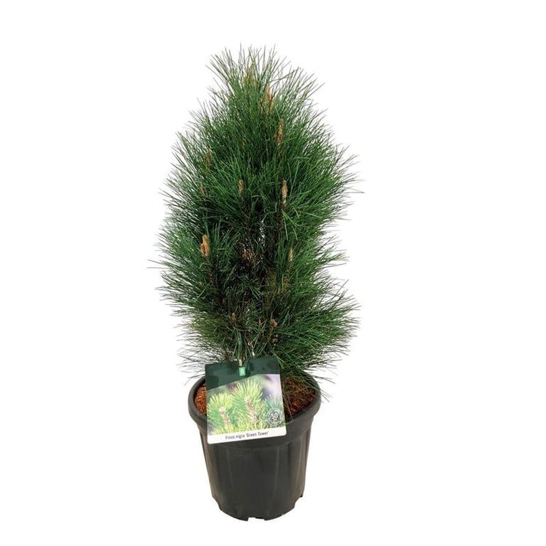 Pinus nigra 'Green Tower', D 32