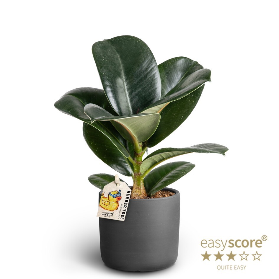 FICUS ELASTICA 40920650 Raw Black Ficus Sofia, D 10