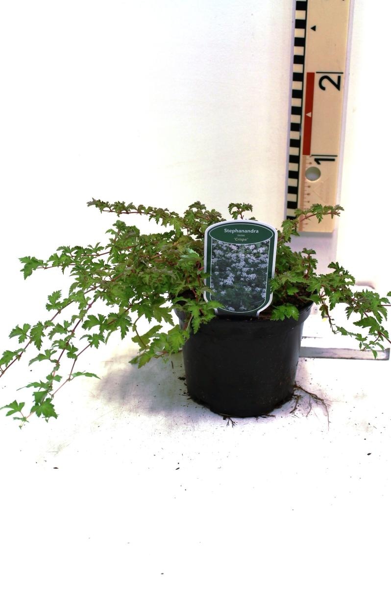 Stephanandra incisa 'Crispa', D 17 cm