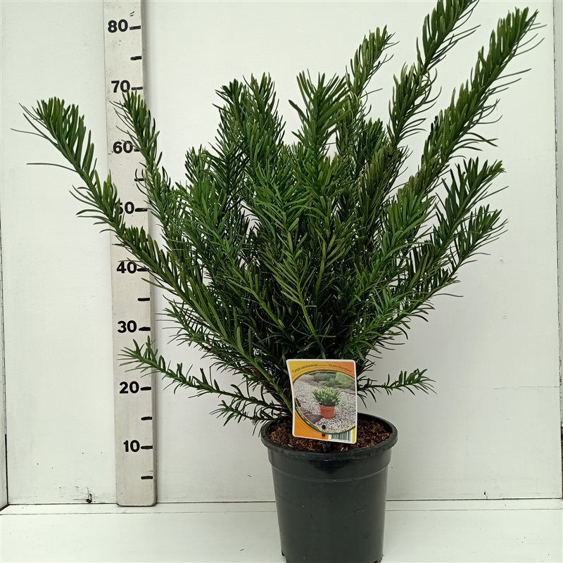 Cephalotaxus ha. 'Duke Gardens', D 19