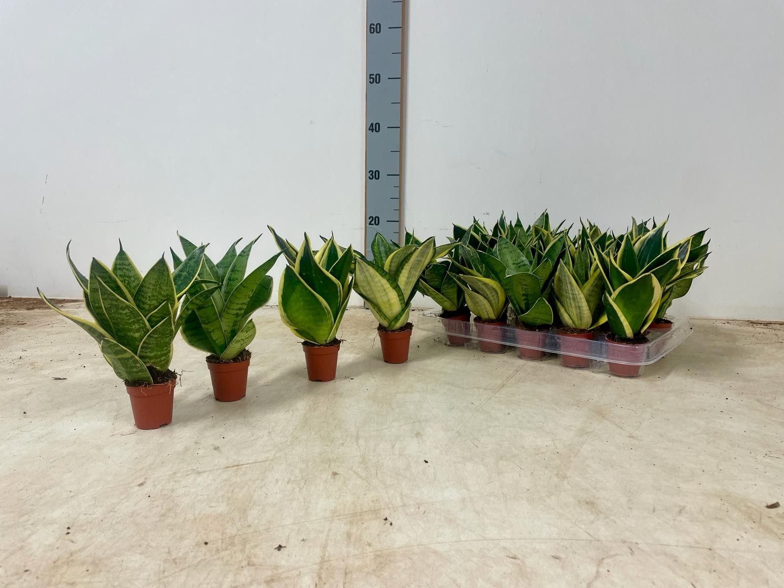 Sansevieria Mini Mix, D 6 cm Sansevieria Mini Mix, D 6 cm