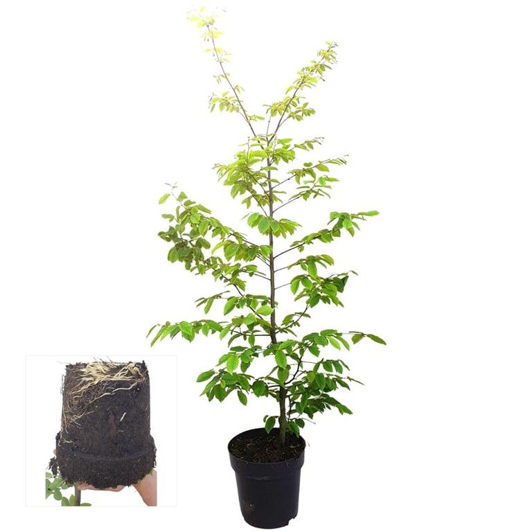 Carpinus betulus, D 21
