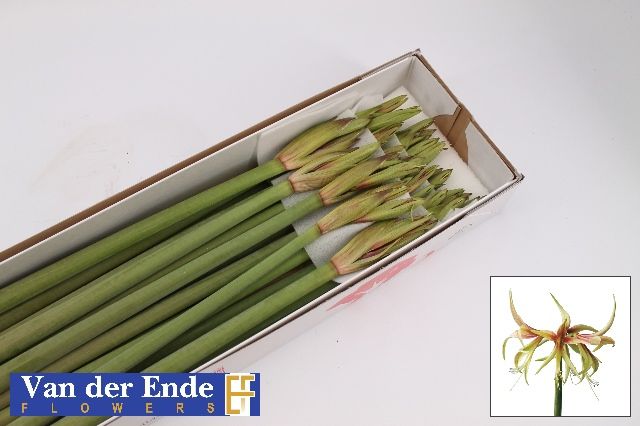 Амарилис Тарантула (фиолетово-зелен.) x20, шт.