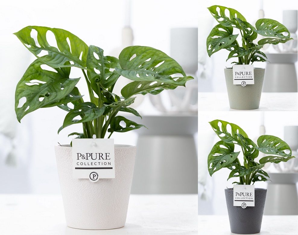 Monstera Adansonii in P&PURE Ruby cer. ass. 3, D 12