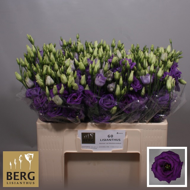 Эустома Розита Блю 55 (син.), шт.