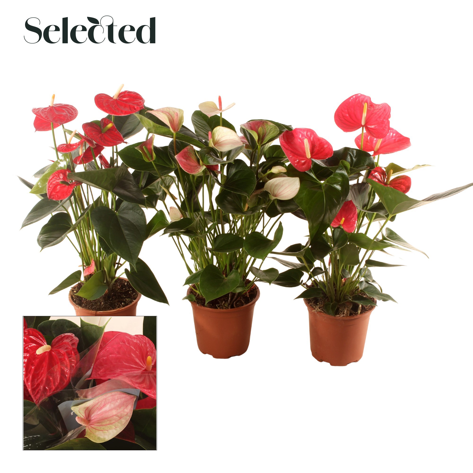 Anth. 3 Kleuren Mix P17 Selected, D 17