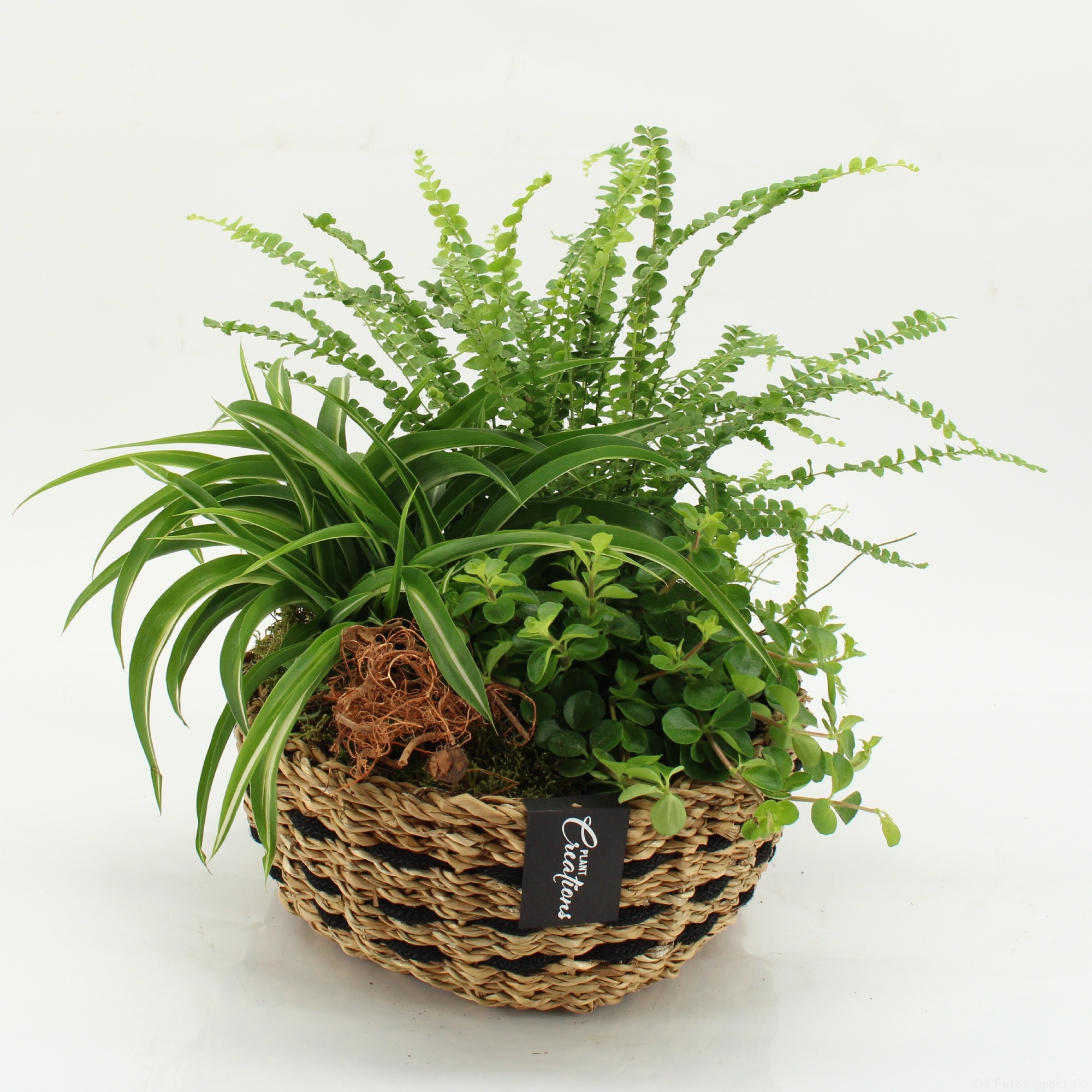 GRCR-2634 Green Essentials, D 26