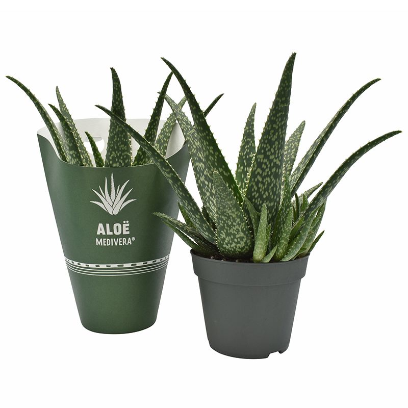 Aloe MEDIVERA® Tropical, D 14