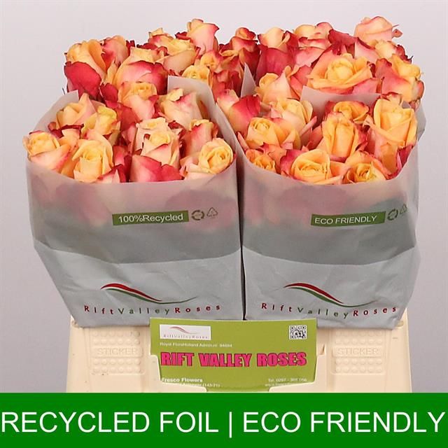 Роза од. Пебблз 40, шт.