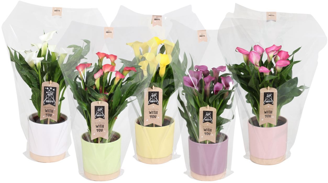 Zantedeschia gemengd Calla mix in Julia keramiek, D 15