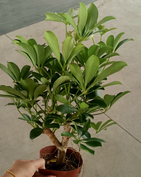 Счеффлера 140 Сингле-поле Дукфут Три 14 30