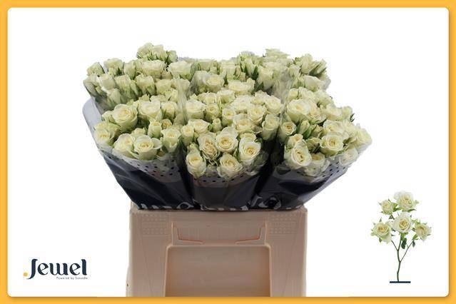 Роза куст. Сноуфлейк 40, шт.