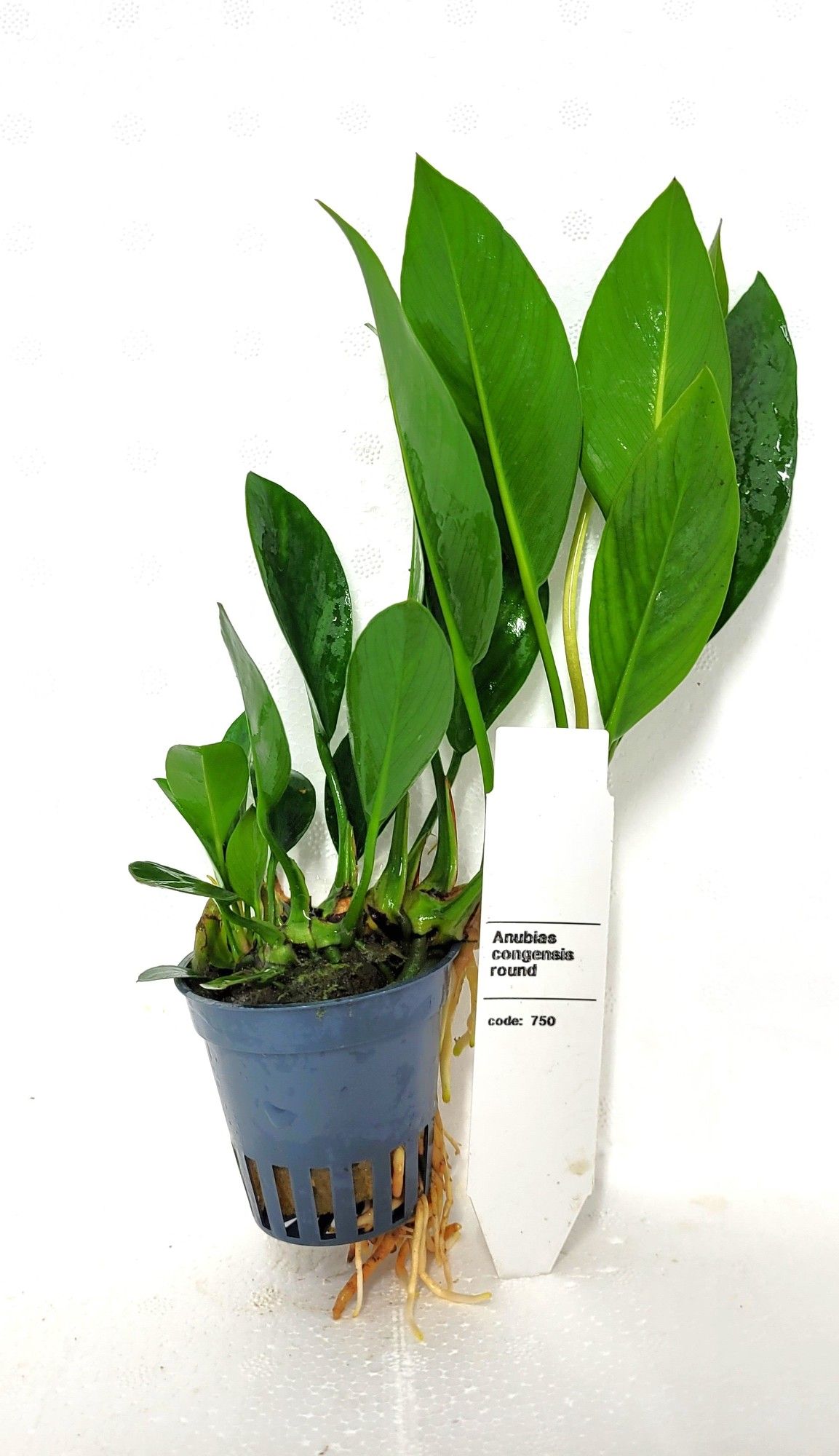 Anubias congensis, D 5